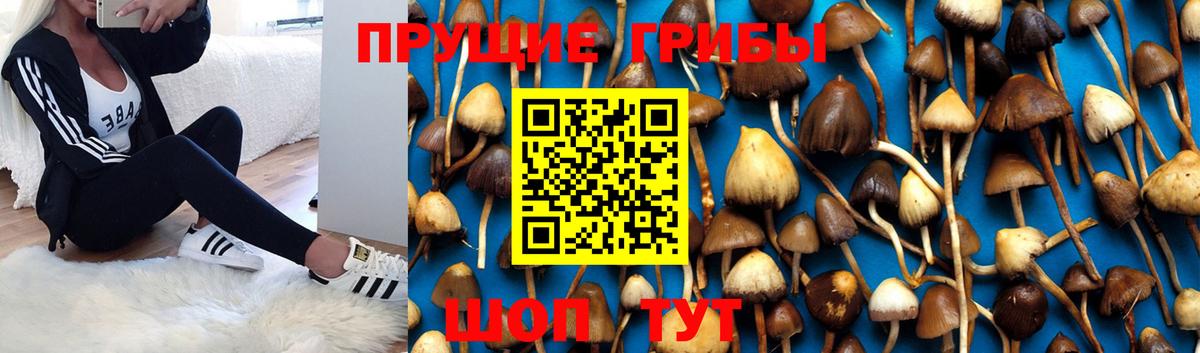 Галлюциногенные грибы Psilocybine cubensis Углич